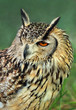  eagle owl