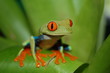 frog