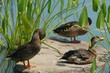 duck