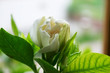 bud of gardenia bud of gardenia