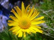 fleur jaune