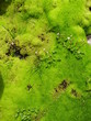 green green