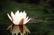 seerose seerose