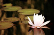 seerose seerose