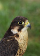 bird of prey