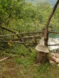 wild landscape