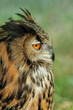 european eagle owl