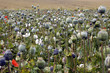 field of poppies