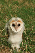 baby barn owl