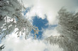 ciel bleu sous des arbres enneigés