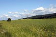 überlandleitung im rapsfeld überlandleitung im rapsfeld