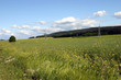 überlandleitung im rapsfeld überlandleitung im rapsfeld