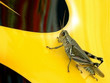 grasshopper