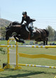 jumping horse & rider