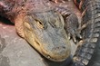 alligator