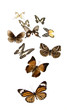 mariposas7860