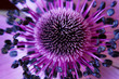 anamone flower