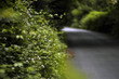 country lane