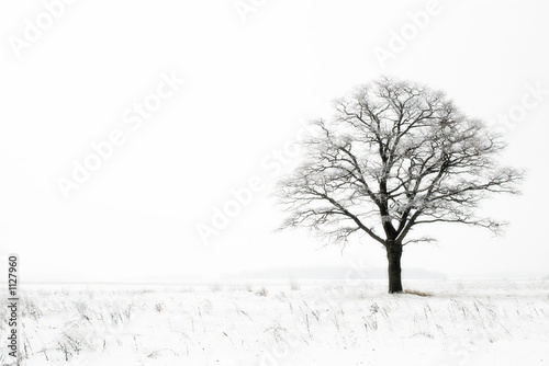 Photo: winter lonelyness winter lonelyness