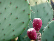 cacti