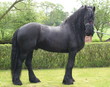 schwarzer hengst