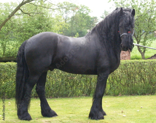 schwarzer hengst