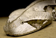 gabon viper, bitis gabonica