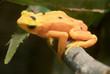 panamanian golden frog - atelopus zeteki panamanian golden frog - atelopus zeteki