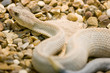 aruba island rattlesnake, crotalus unicolor aruba island rattlesnake, crotalus unicolor