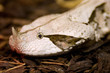 gabon viper, bitis gabonica