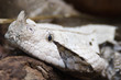 gabon viper, bitis gabonica