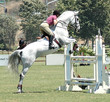 white show horse jumping