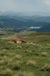 cheval qui dort, auvergne