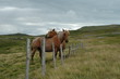 2 chevaux en auvergne