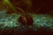 zebraschnecke