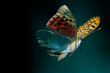 butterfly flying