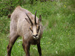 0392-chamois