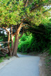 path in the woods