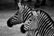 two zebra