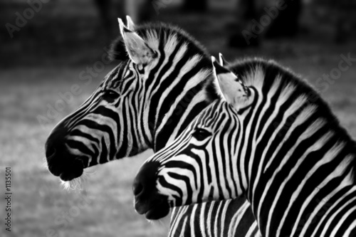 Foto: two zebra two zebra