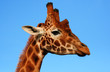 Foto: giraffe portrait giraffe portrait