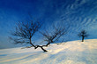 Photo: tree tree