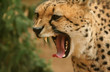 Foto: cheetah, yawning cheetah, yawning