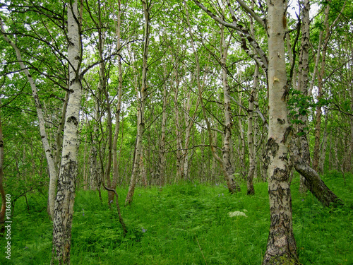 summer wood