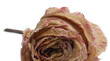 rose romance