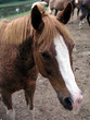horse face