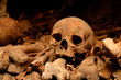 parisian skull parisian skull