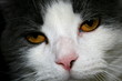 tilted head cat
