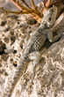 lizard