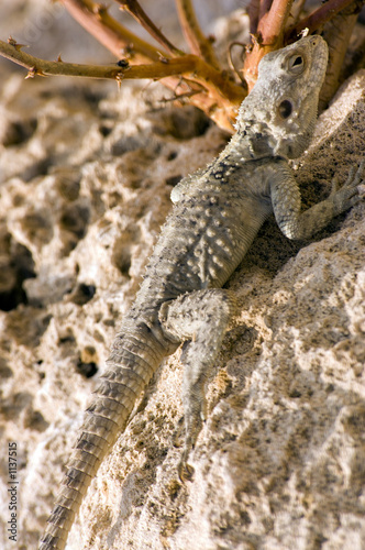 Photo: lizard lizard